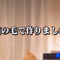 テロップと抜け毛