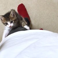 左足を登って