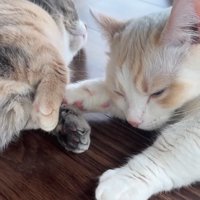 前足をくっつけて寝る2匹の猫