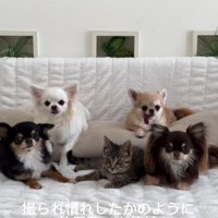 ソファに座る犬と猫