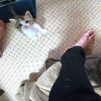 頭上のカメラを見つめるキジ白猫
