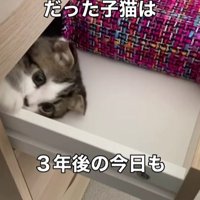 引き出しに入る猫