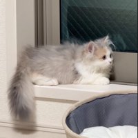 まったりする猫