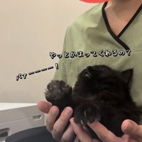 飼い主にかまってもらうミックス猫