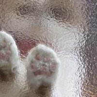 すりガラスの向こうにいる猫
