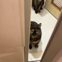 お風呂場の前でママを見上げる2匹のサビ猫