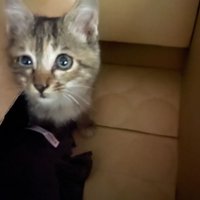 箱の中にいる子猫