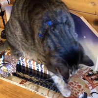 お雛様にパンチする猫