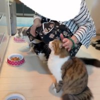 撫でられる猫