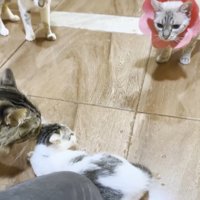 子猫に近づくネプくん