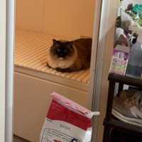 浴槽の蓋の上に座り込む猫