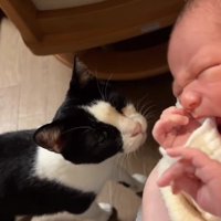 赤ちゃんを見ている猫