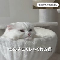 しゃくれた顔と普段の顔の対比