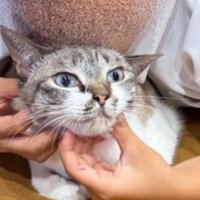 子供に抱かれた猫の表情