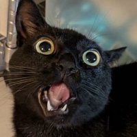 目と口を大きく開いて上を見上げる猫