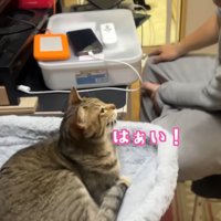 はぁい！