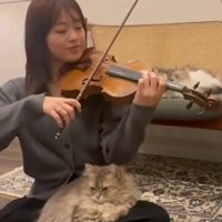 バイオリンを弾いている人と聴いている猫たち