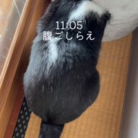猫ハウスの中に顔を入れている猫