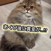 ぷんちゃん