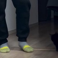 家族の前に座る子猫