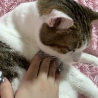 撫でてもらう猫
