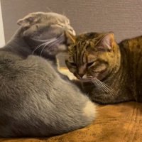 寄り添って眠る二匹の猫