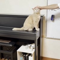 ピアノにお座りして頭を撫でてもらう猫ちゃん
