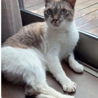 窓際でくつろぐ猫