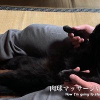 マッサージを受ける猫