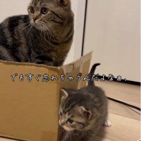子猫とダンボールの後ろに座る猫