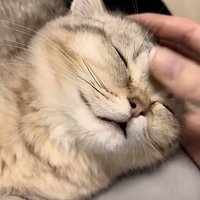 撫でられている猫の写真4