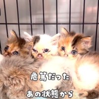 振り向く子猫