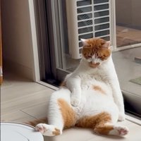 お掃除ロボットを蹴る猫