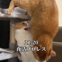 落下する猫