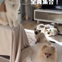 リビングに集まる犬と猫たち