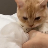 人の手を噛んでいる猫