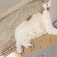 少し穏やかな猫