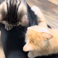 飼い主に群がる猫たち1