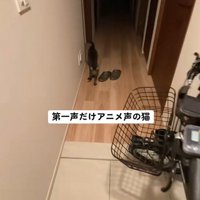 飼い主を見上げる猫