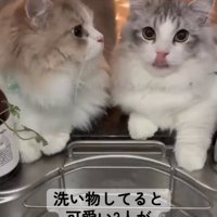 座る2匹の猫