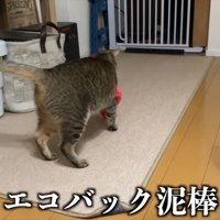 テロップ「エコバッグ泥棒」