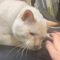 またイスを噛もうとする猫