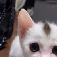 カメラの目の前まで歩いて来た子猫