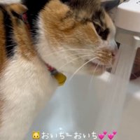 水道から飲む猫