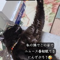 テレビに何か言いたげな猫