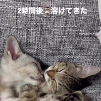 ソファで寝ている2匹の子猫