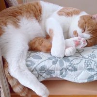 後ろ足を抱いて寝る猫