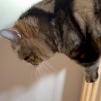 柵を飛び越えるメルくん