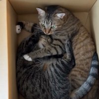 箱の中で重なり合う2匹の猫