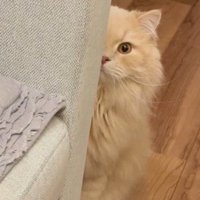 ソファの陰からジッと飼い主を見つめる猫
